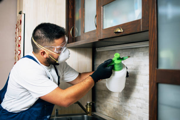 Best Affordable Pest Control Services  in Solana Beach, CA