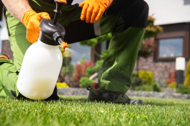 Wasp Removal Services in Solana Beach, CA