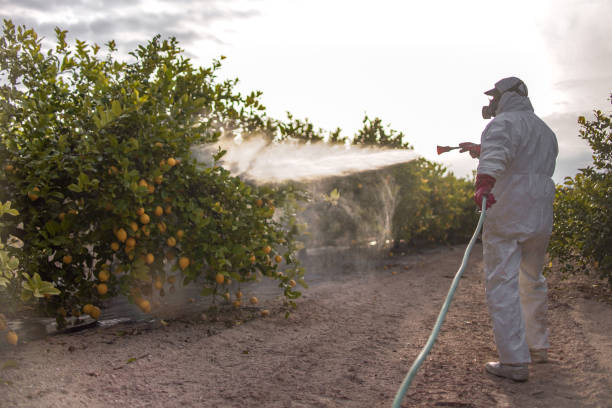 Best Local Pest Control Services  in Solana Beach, CA