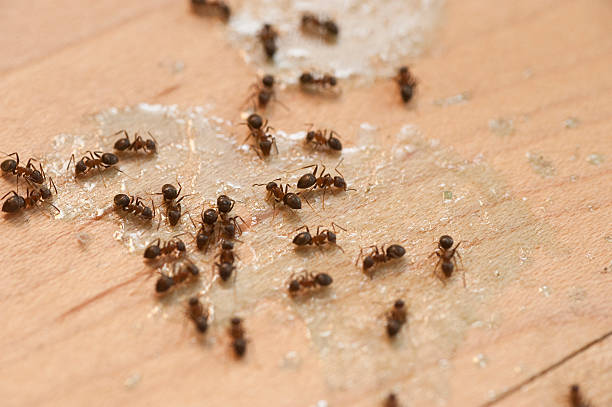 Best Bed Bug Extermination  in Solana Beach, CA