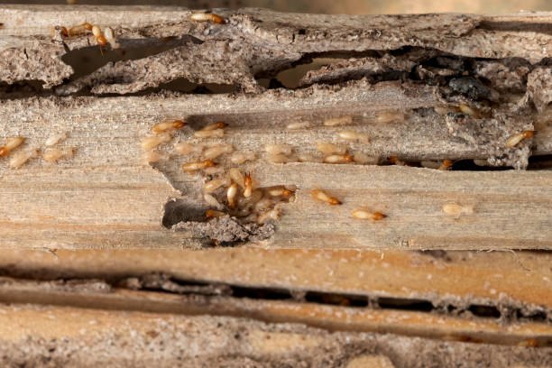 Trusted Solana Beach, CA Pest Control Experts
